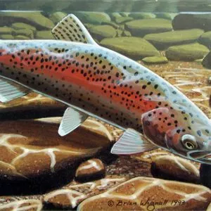 Wild Rainbow